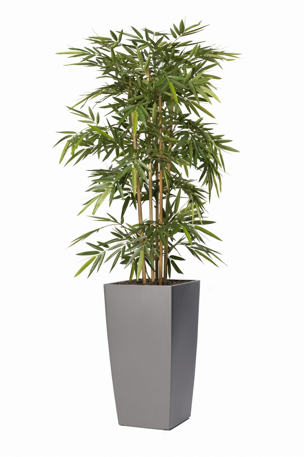 Bamboe tree new De Interieurbeplanter